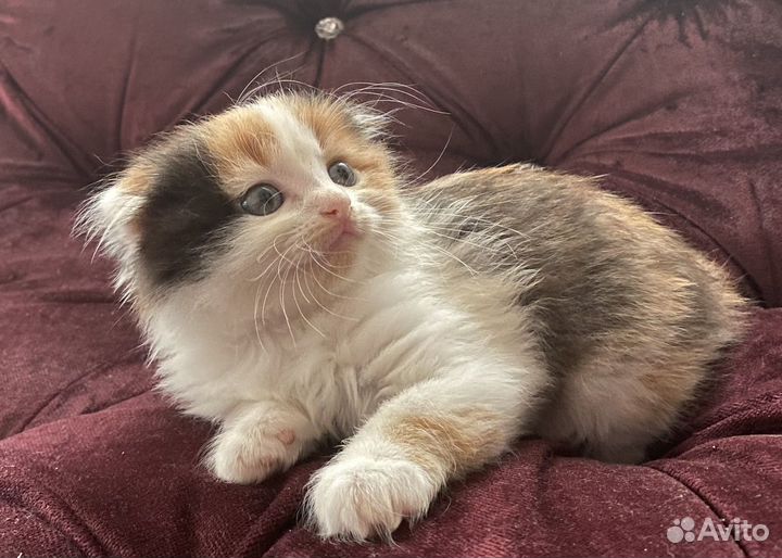 Котята в любящие ручки