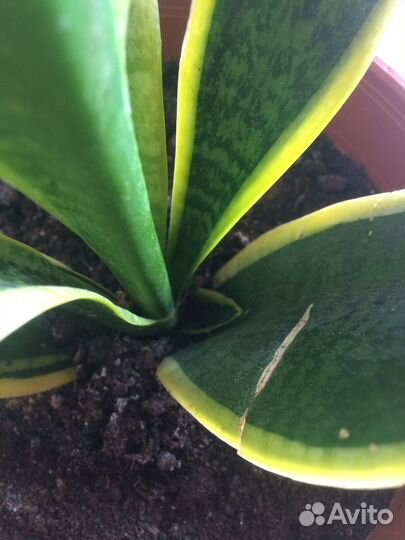 Сансевиерия