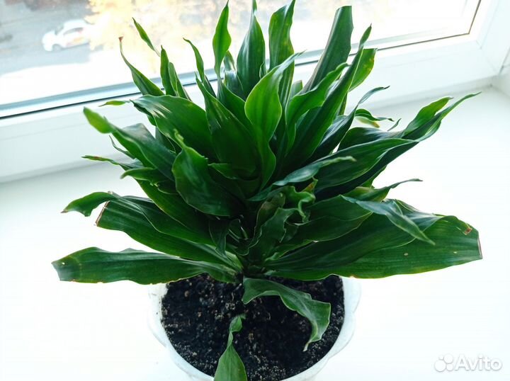 Драцена Фрагранс