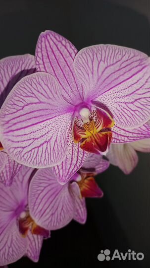 Орхидея юпитер