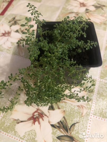 Пилея мелколистная