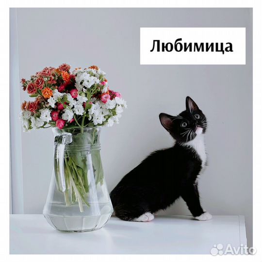 Котята ищут новый дом