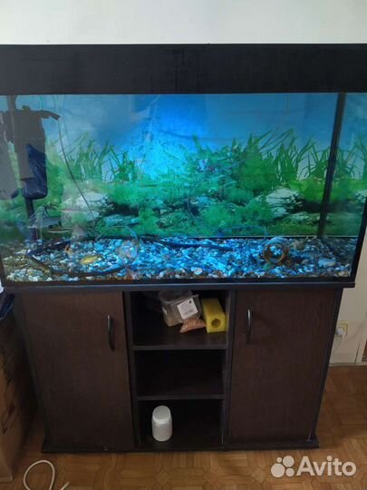 Аквариум с содержимым