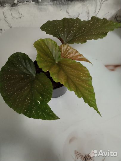 Комнатные цветы