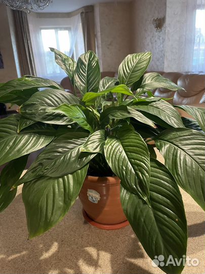 Комнатные цветы