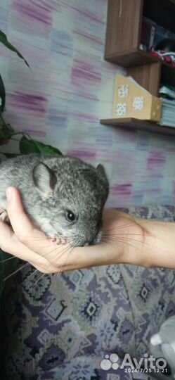 Шиншилла