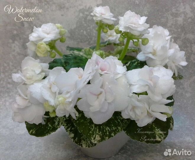 Коллекция фиалок