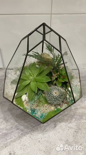 Флорариум с эхеверией