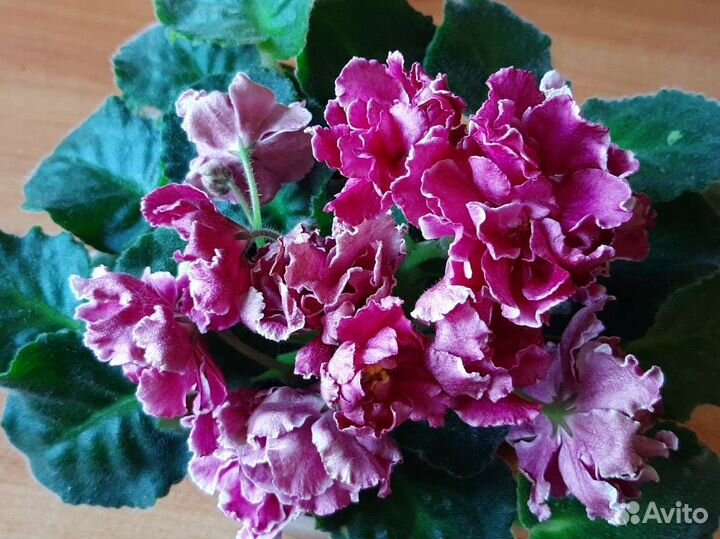 Фиалка махровая