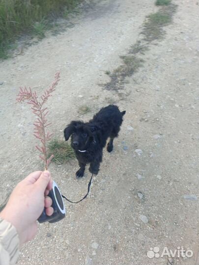 Собака в добрые руки