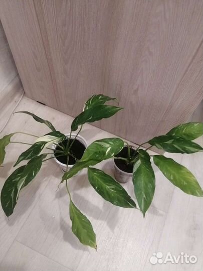 Спатифиллум домино