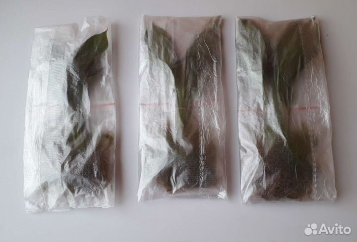 Спатифиллум Домино