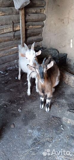 Козы и козлята