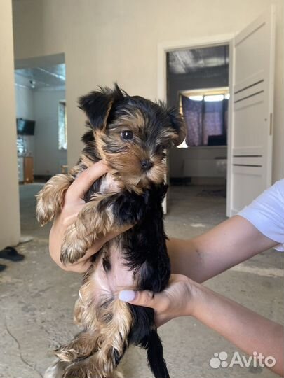 Йоркширский терьер