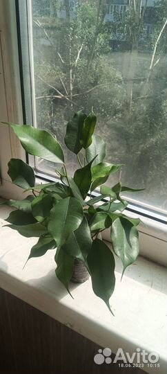 Фикус бенджамина