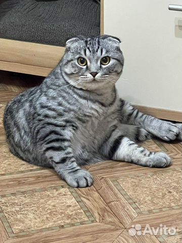 Шотландский вислоухий кот для вязки