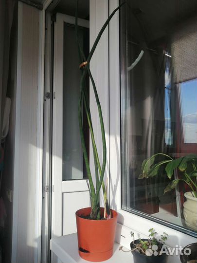 Сансевиерия спайк