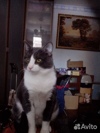 Вязка.Молодой здоровый котик.(опыт есть).Бесплатно