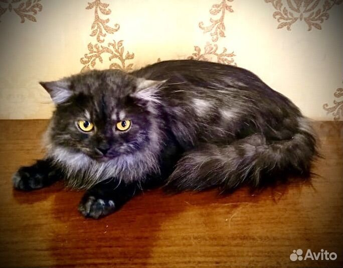 Котик Маркиз ищет семью