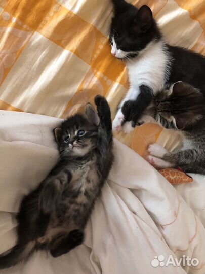 Котята
