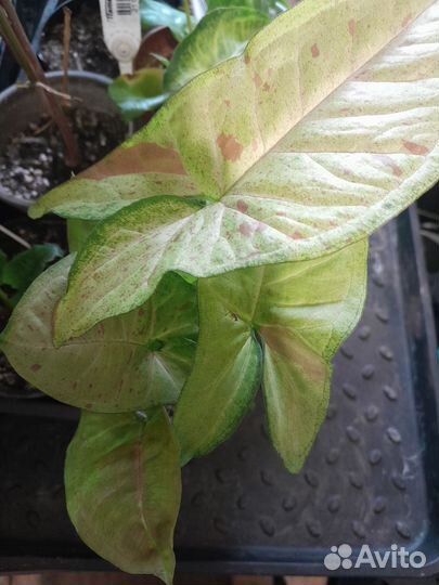 Сингониумы