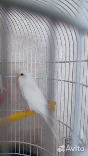 Волнистый попугай