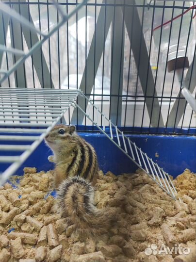 Грызуны, рептилии и аквариумистика