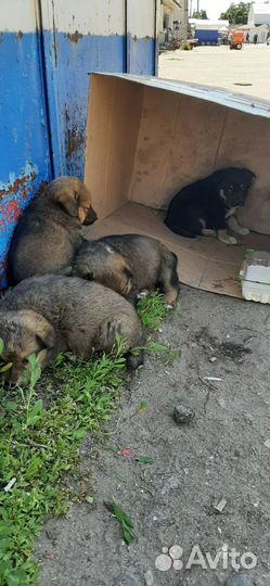 Собака в добрые руки отдам бесплатно