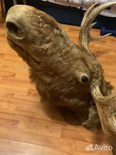 Чучело головы лося