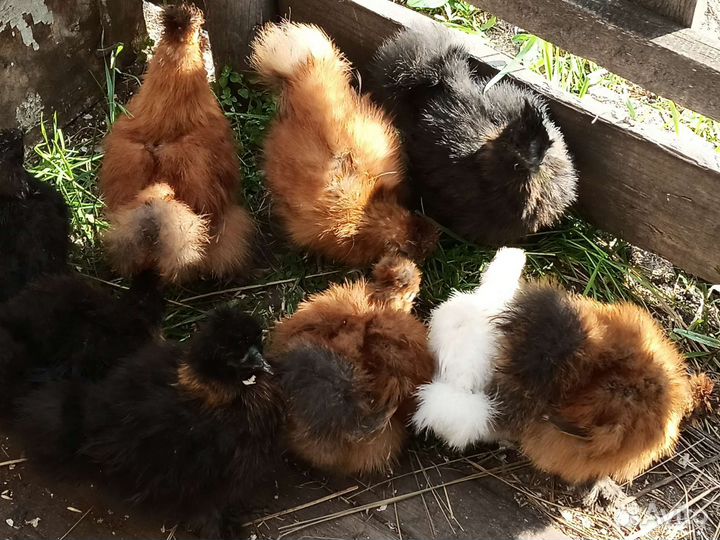 Цыплята китайские шелковые