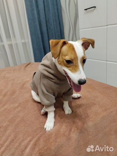 Толстовка для собак