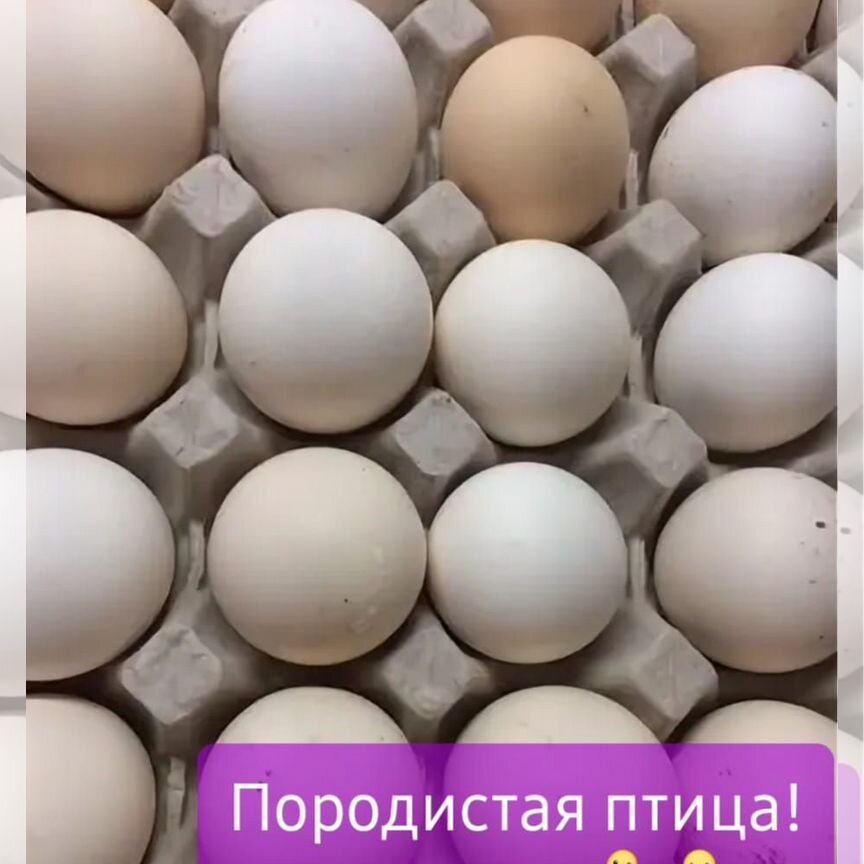 Инкубационное яйцо кучинская