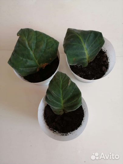 Глоксиния лист и цветок