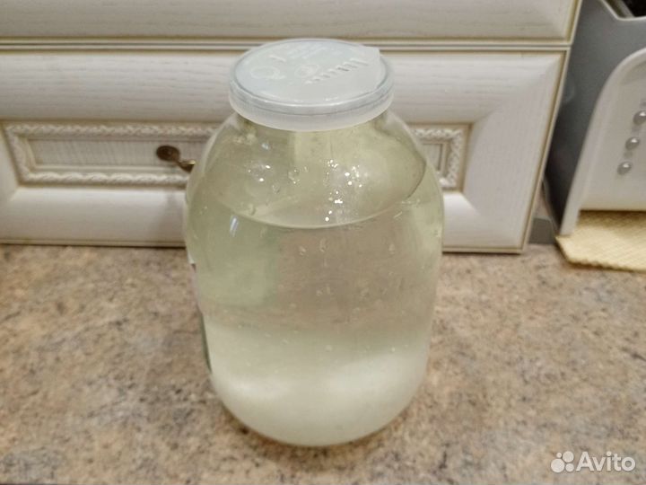 Индийский морской рис (гриб)