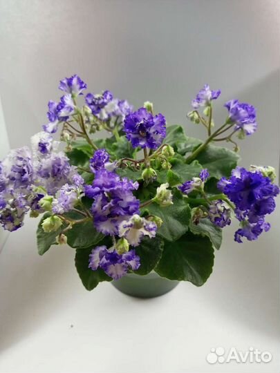 Сортовые фиалки мини