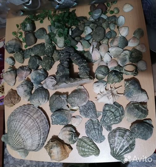 Ракушки для аквариума