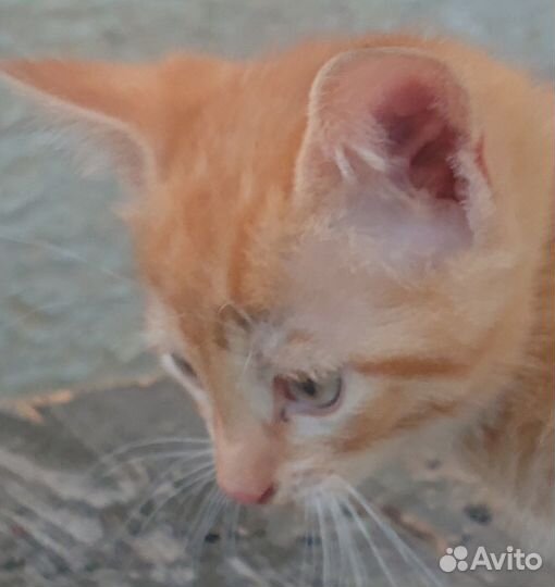 Котейка