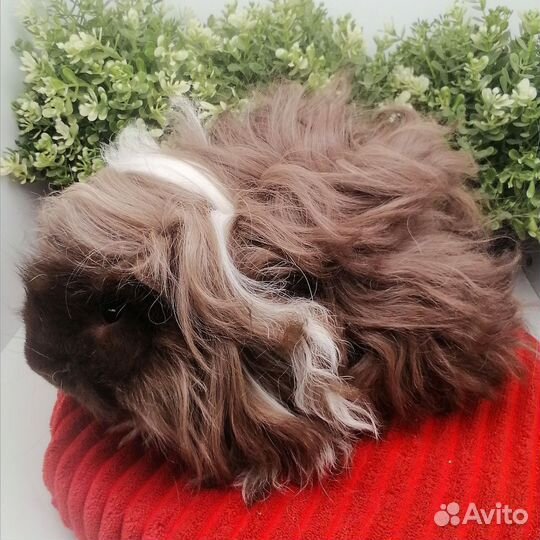 Лункария, длинношерстная морская свинка, самец