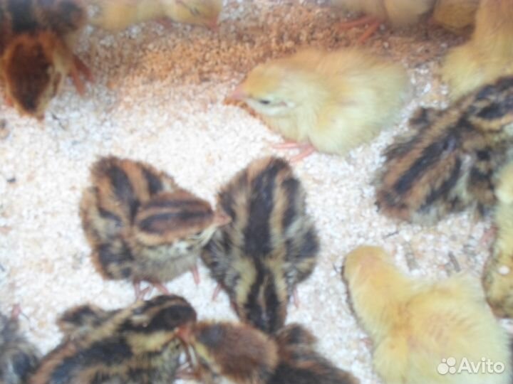 Перепелиное яйцо