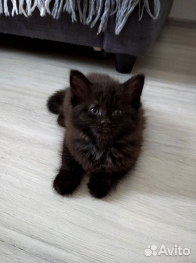 Котёнок