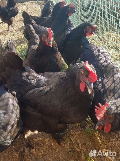 Куры несушки Доминант