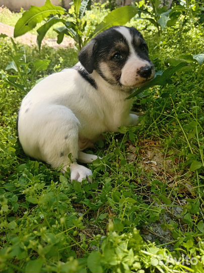 Щенок помесь