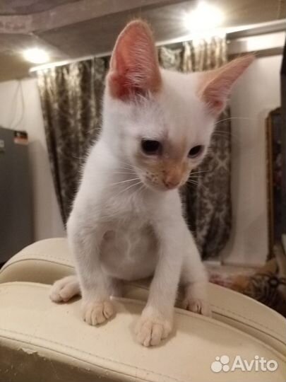 Котёнок мальчик беляш