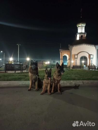 Немецкая овчарка д/ш