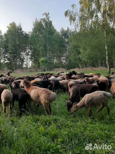 Барашки на курбан