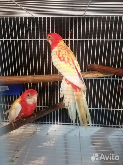 Попугай розелла, синегальскии и другии