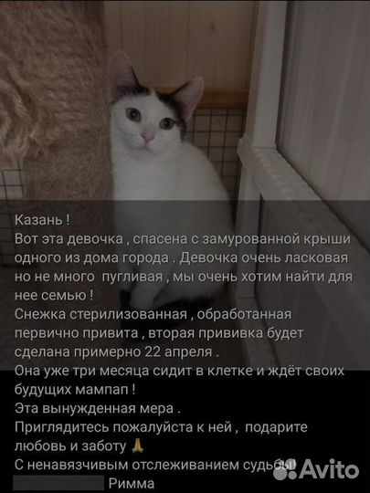 Котята в добрые руки