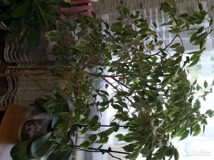Фикус бенджамина