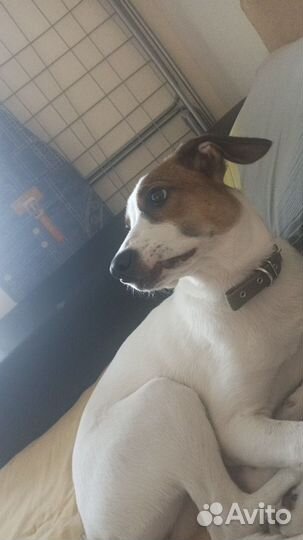 Парсон рассел терьер