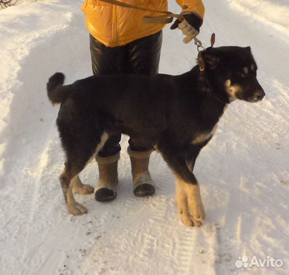 Собака - большой Друг)